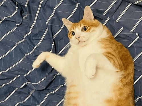 猫咪大作战监控人模组汉化版下载安装-猫咪大作战监控人模组无限金币内购版下载v.4.43
